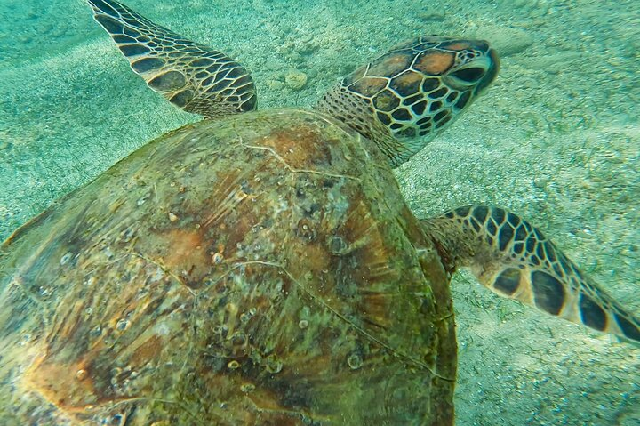 Snorkeling Turtles in Mirissa - Photo 1 of 25